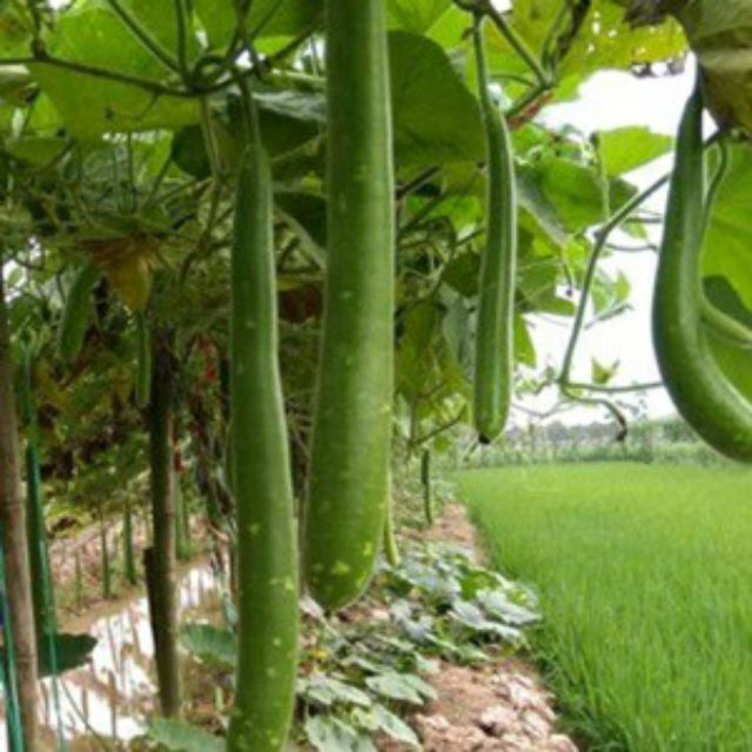 Ma33b hạt giống bầu sao quê quả dài - 10 hạt