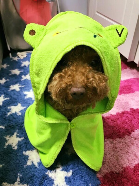 Khăn choàng che nắng, che mưa cho cún mèo🐾🐩🐶😽