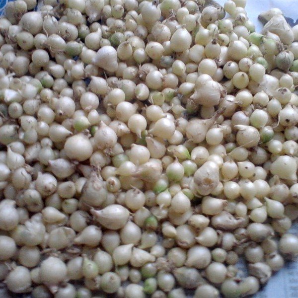 3kg Củ hành tăm Nghệ An (Củ nén)