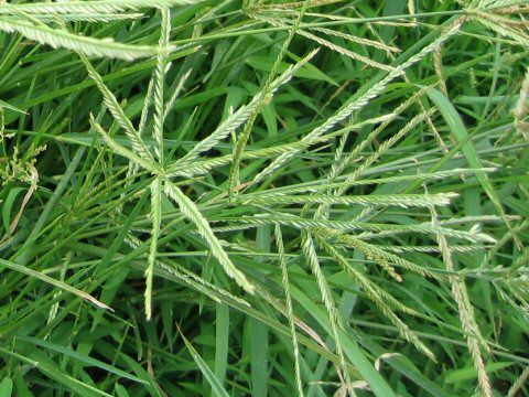 cây cỏ mẫn trầu