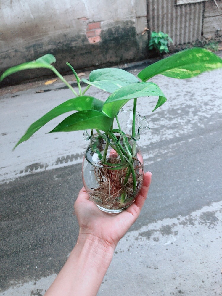 Trầu Bà Thủy Sinh