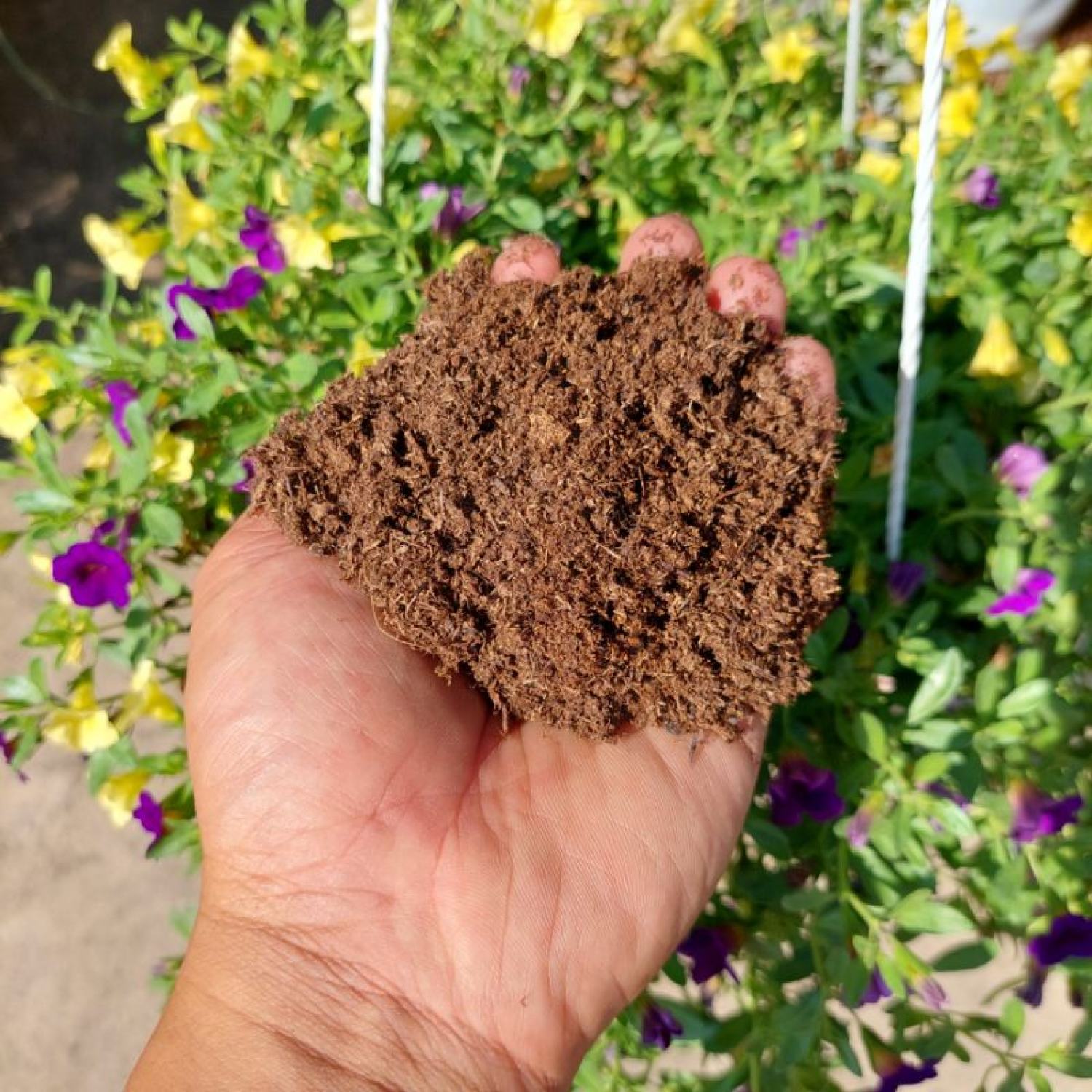 Peat moss 100gram, thành phần giá thể ươm giống, trộn đất