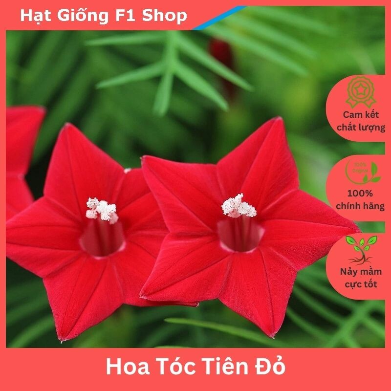 Hạt giống hoa dây leo tóc tiên đỏ