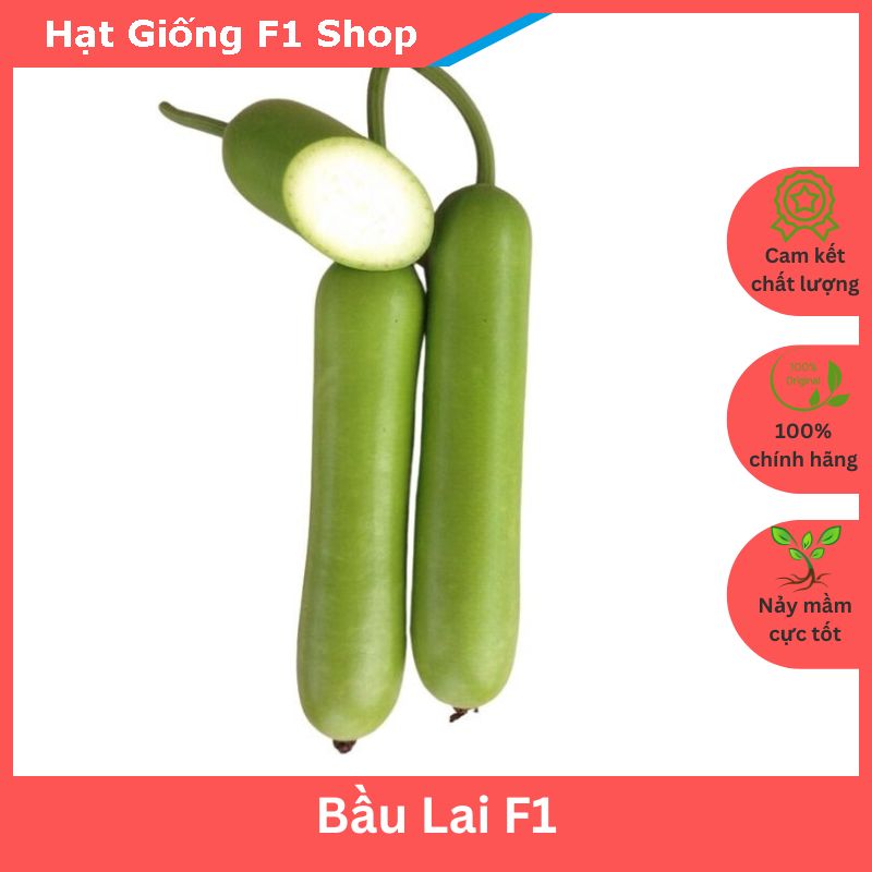 Hạt Giống Bầu Lai F1 Trái Dài Bóng Đẹp
