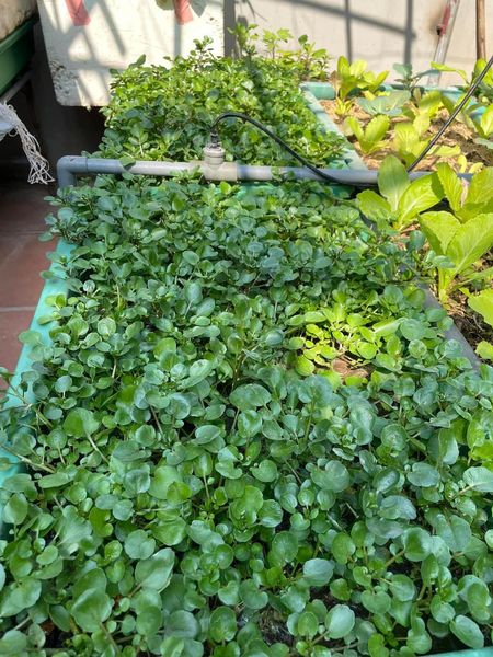 Hạt giống rau cải xoong 200 hạt