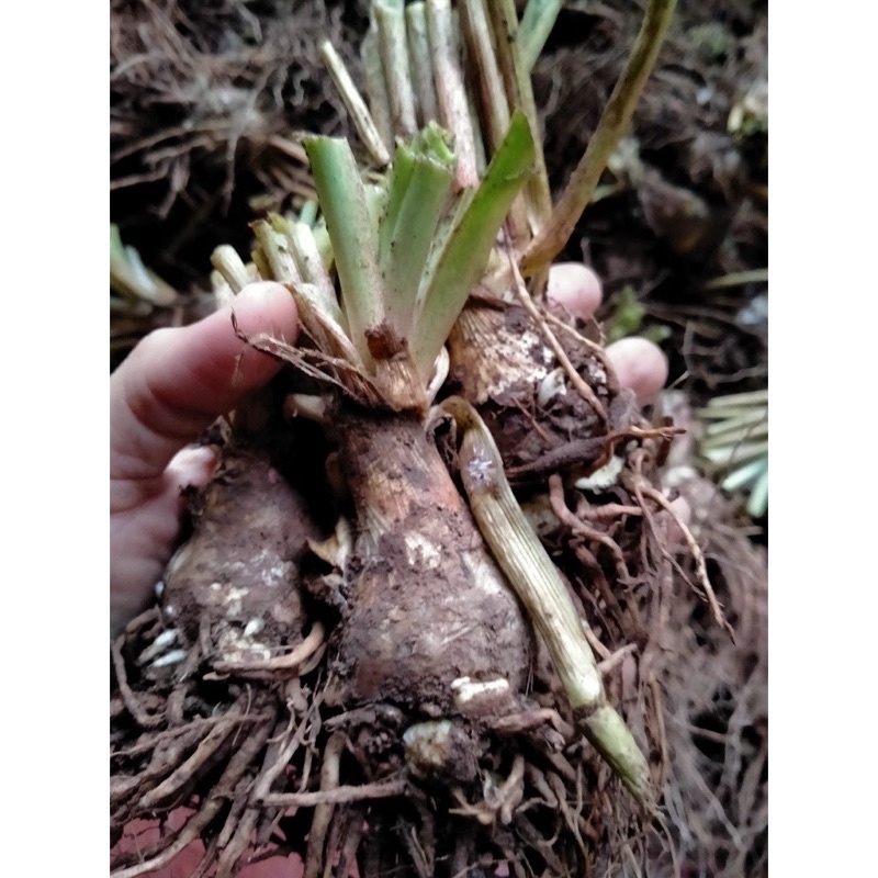 Củ Hoa Huệ Ta, Huệ Trắng Cánh kép Thơm