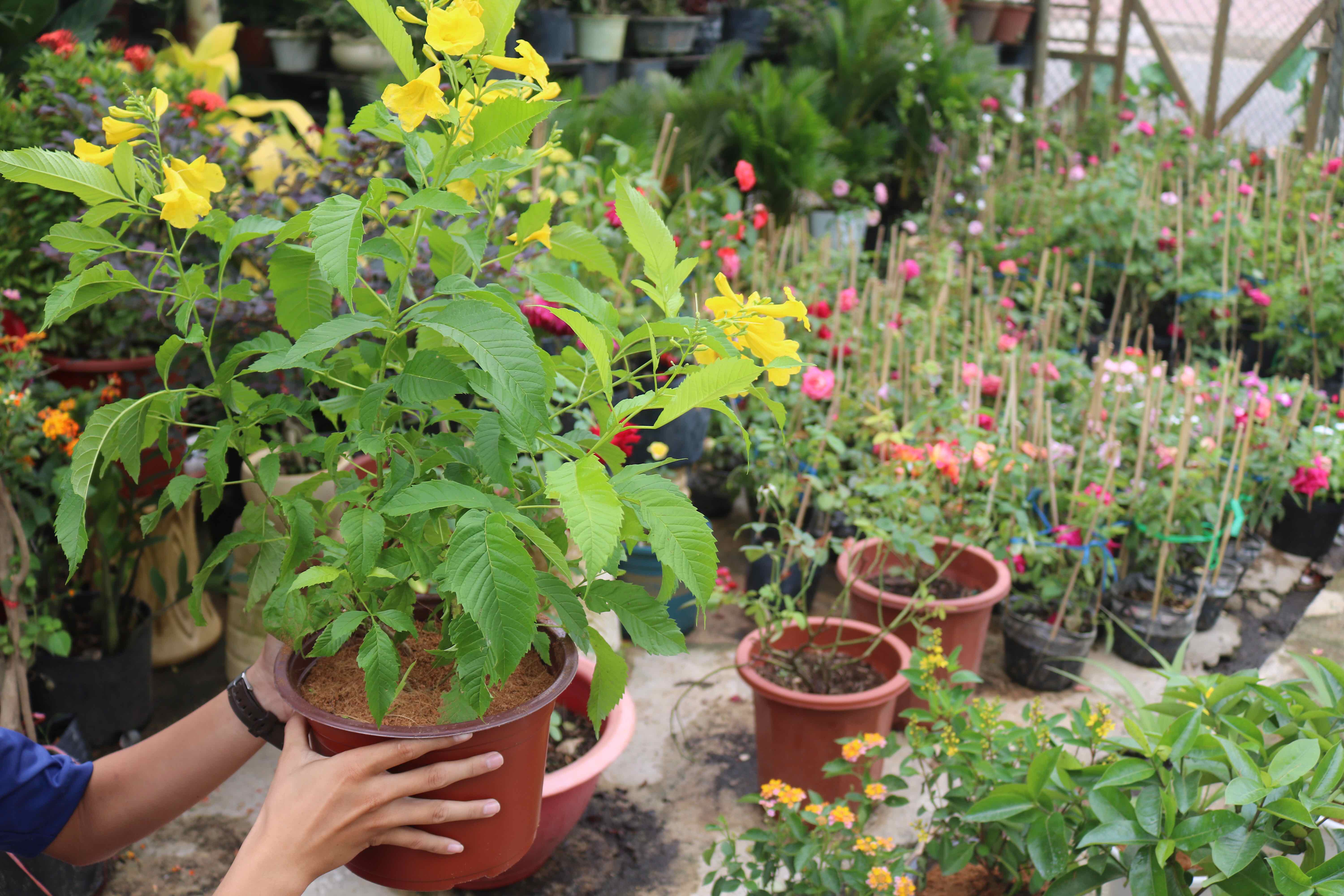 Cây hoa Hoàng Yến