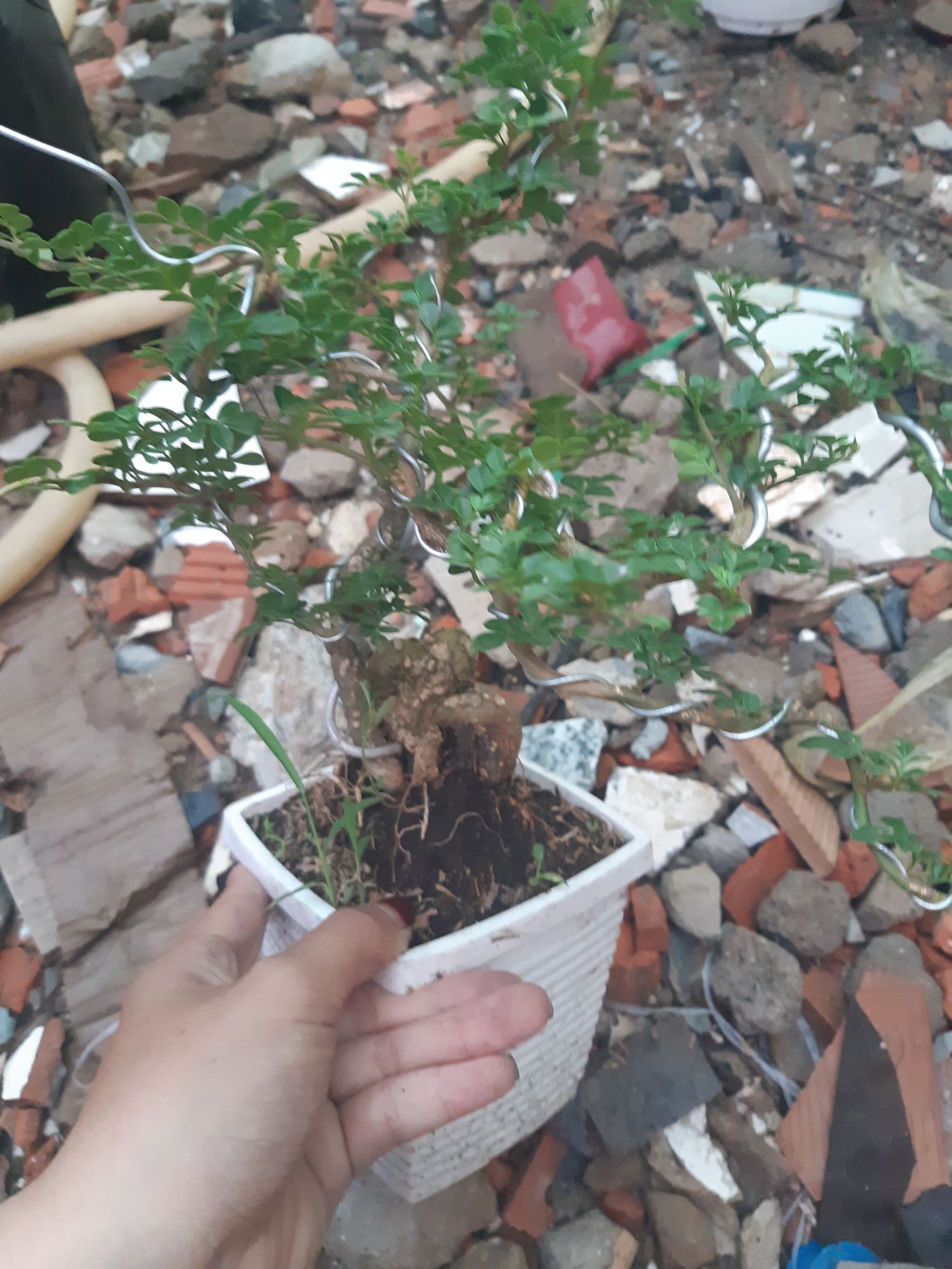 cần thăng bonsai mini