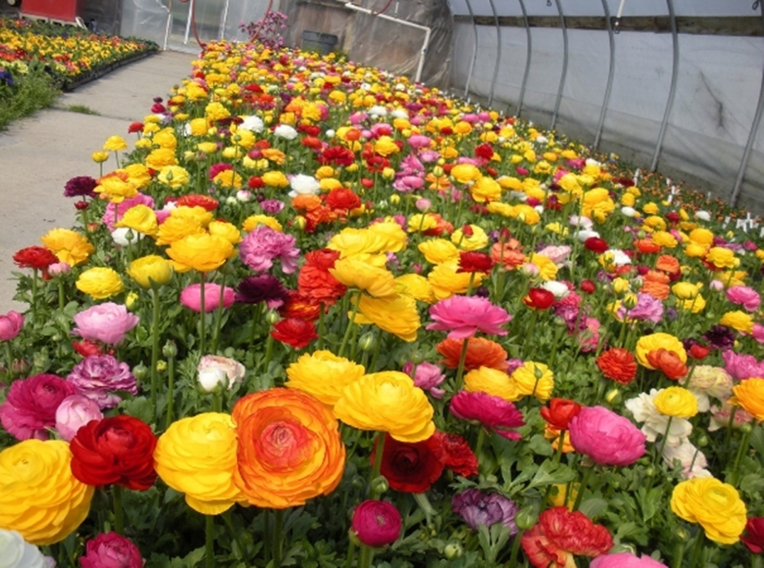 Hạt giống hoa Hồng ri ba tư