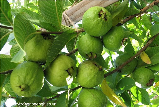 Cây ổi BỐN MÙA ghép, siêu sai quả, quả ngon ngọt, giống chuẩn