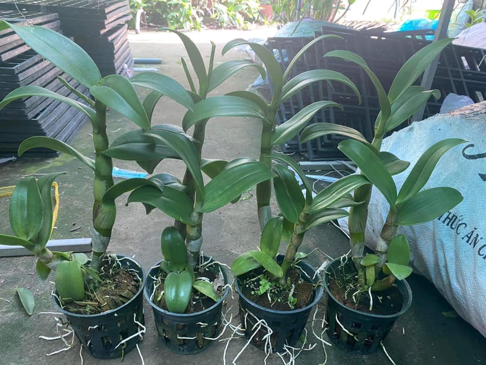 [HCM]Hoa lan dendro chớp vàng đỏ - 1 chậu (tỷ lệ xổ chớp) (hoa tết)