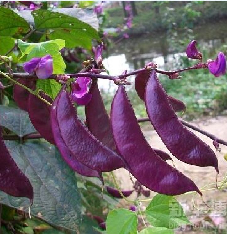 Hạt giống đậu ván tím F1 - Gói 5 hạt