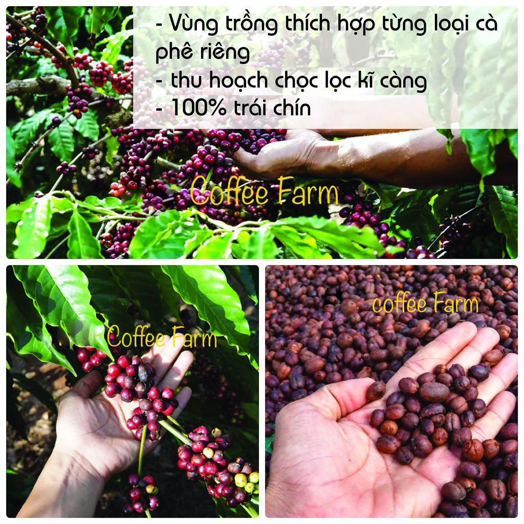 Cà Phê Nguyên Chất BL55 Thành Phần 50% Robusta+50% Arabica Rang Mộc Pha Phin, Pha Máy