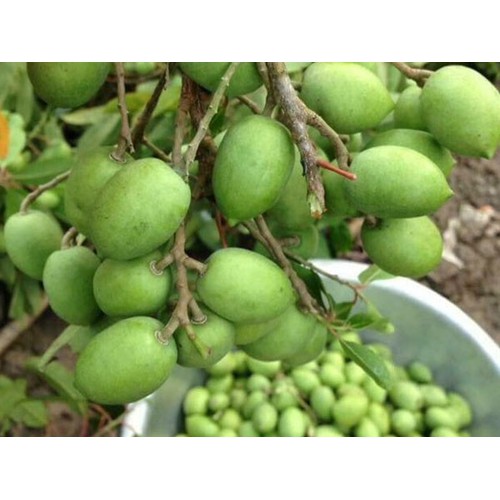 CÂY GIỐNG CÂY TRÁM XANH