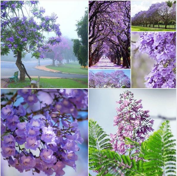 Hạt giống hoa phượng vỹ tím 5 hạt/gói - (TẶNG gói kích thích hạt nảy mầm)