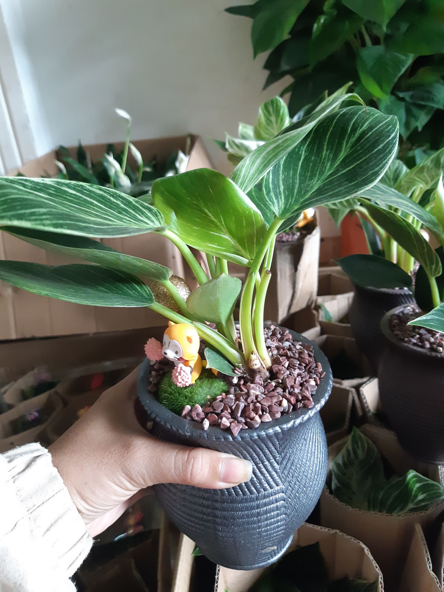 vạn niên thanh mix chậu