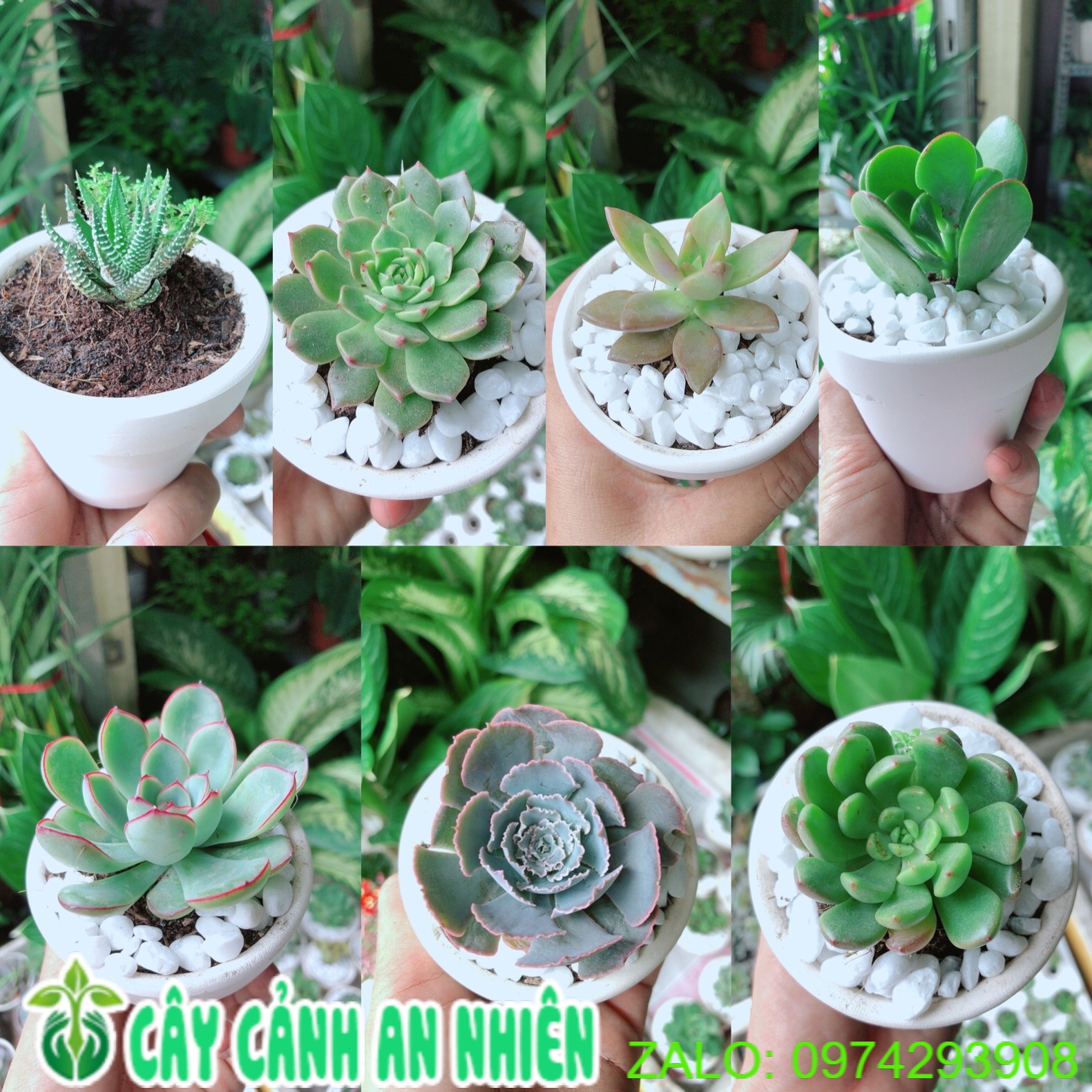 Combo 6 chậu sen đá mẫu ngẫu nhiên không trùng