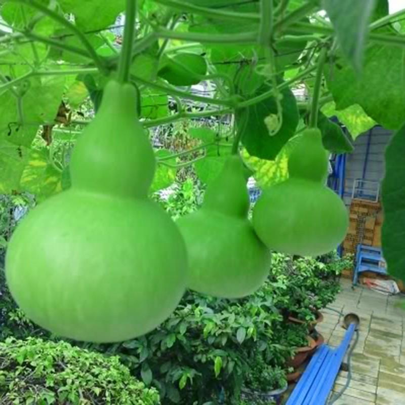 [HCM]Hạt giống bầu hồ lô Hướng dẫn+ 1 viên kich thích nãy màm