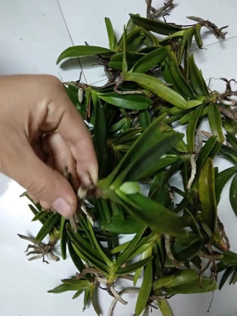 Hoàng nhạn tháng 8