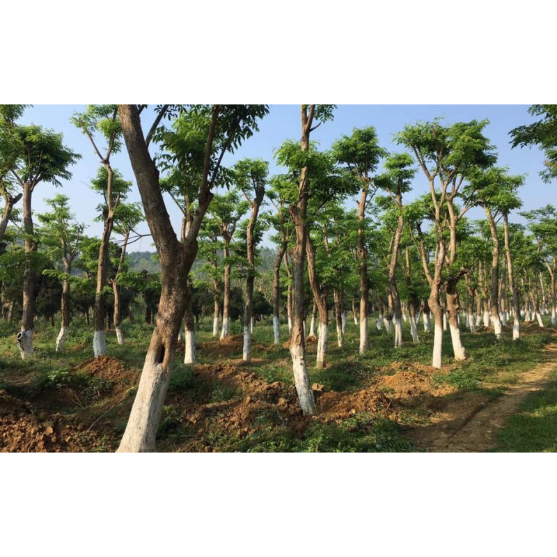 Cây giống gỗ giáng hương