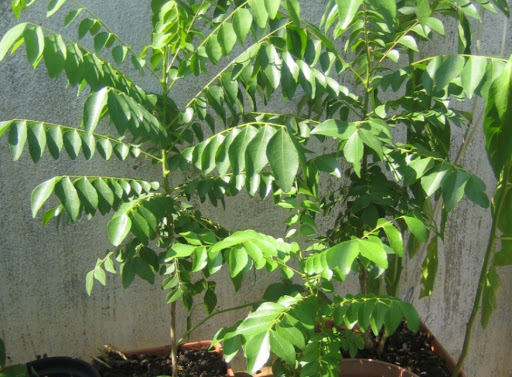 Cây Cà Ri( Lá Chiêng) Cao 18-25cm - Chậu Rau Gia Vị Giống