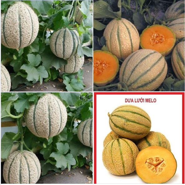 Hạt giống dưa lưới sọc melo - 1 gói 10 hạt - tghg