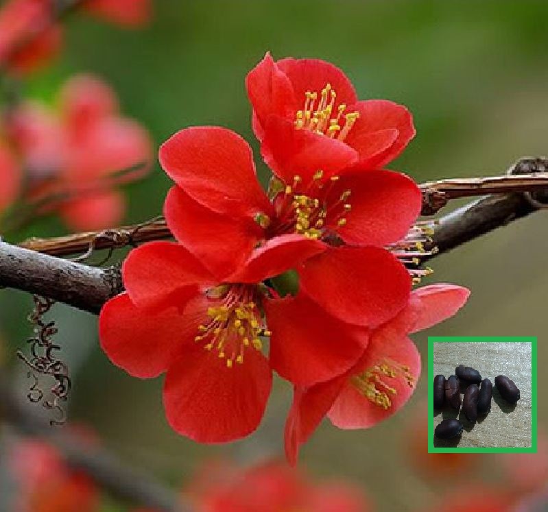 "Gói 5 "Hạt giống hoa mai trung quốc hoa màu đỏ