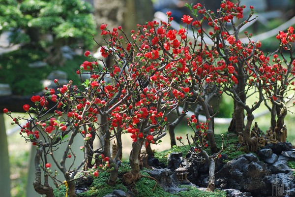 Cây mai đỏ Nhật Bản 2 năm tuổi cao 75cm (ảnh thật số 2)