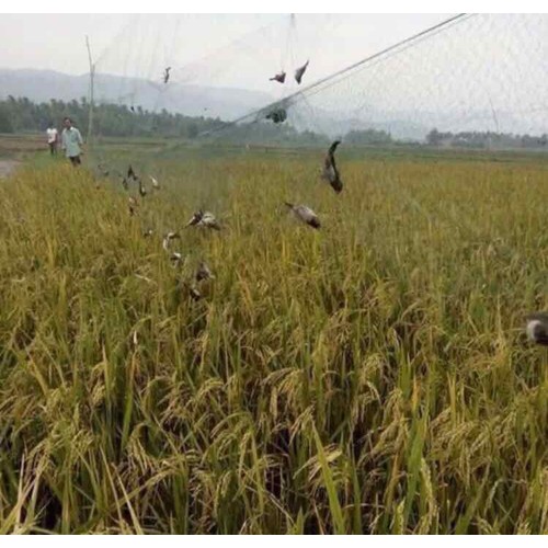 lưới bẫy chim khuyên cao 5m