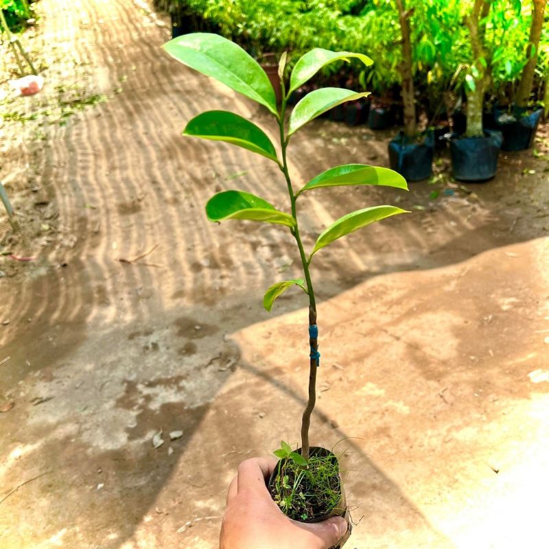 CÂY GIỐNG MÃNG CẦU XIÊM (tặng kèm phân bón lót)