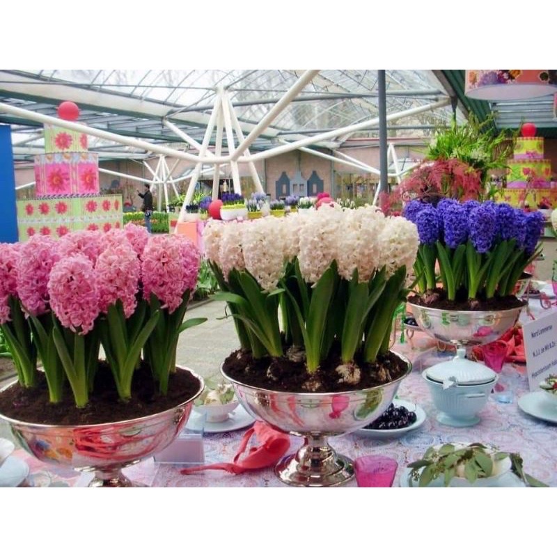 Củ hoa tiên ông(1 củ) HOA TẾT