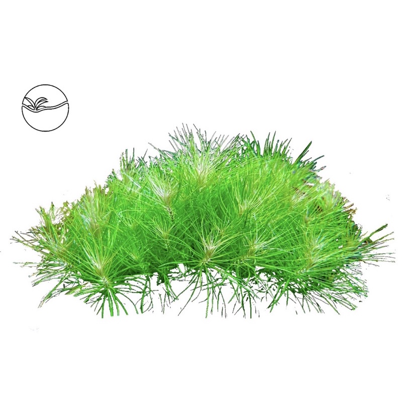 Pogostemon Erectus - Cây Liễu Bông(Lá Cạn) - Cây Thuỷ Sinh