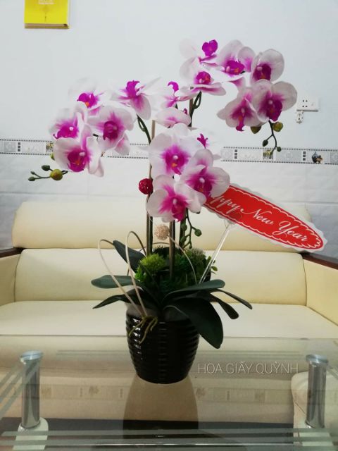 LÁ LAN HỒ ĐIỆP