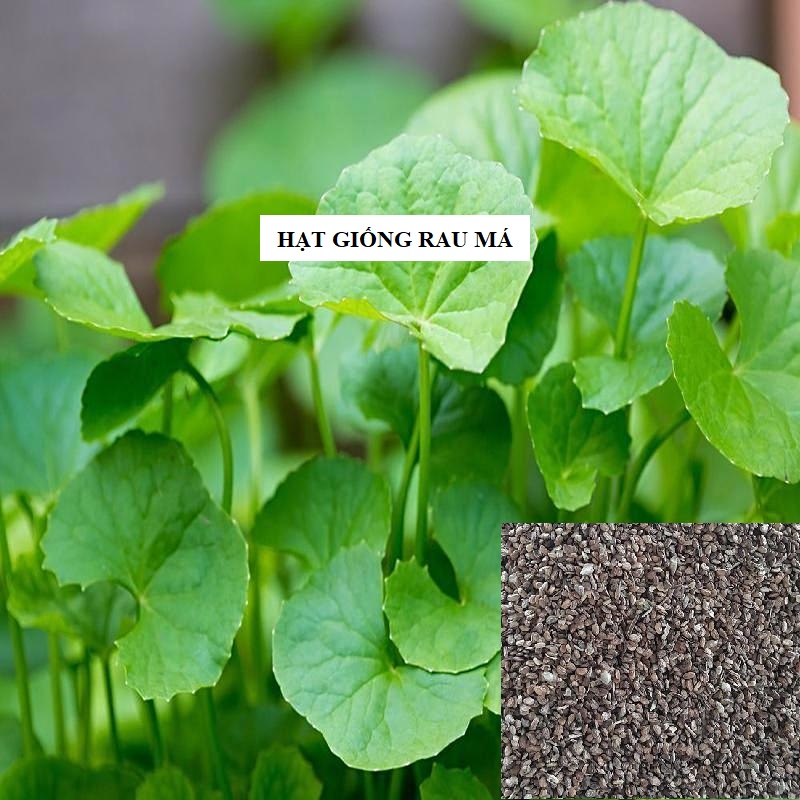 Hạt giống rau má Việt Nam - 2gram ( 3500 hạt)