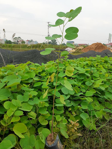 cây giống hoa ban trắng tây bắc