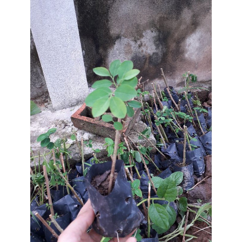 [ Xả - Cắt Lỗ] 10 Cành Rau Ngót Đã Giâm Bầu Ra Lá