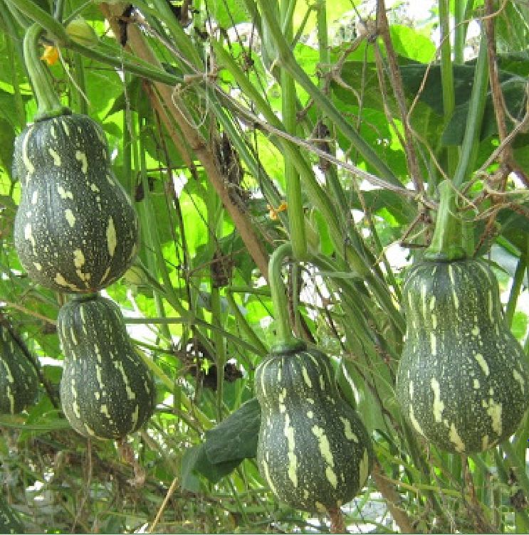 Hạt giống bí đỏ hạt đậu -gói 10 hạt