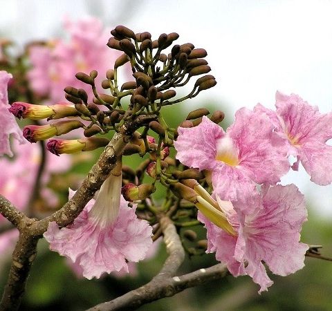 Hạt Giống Cây Hoa Kèn Hồng - Gói 10 hạt