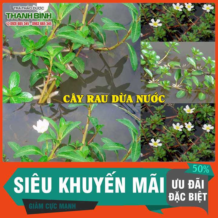 Combo 2kg cây rau dừa nước khô - hàng công ty thảo dược thanh bình