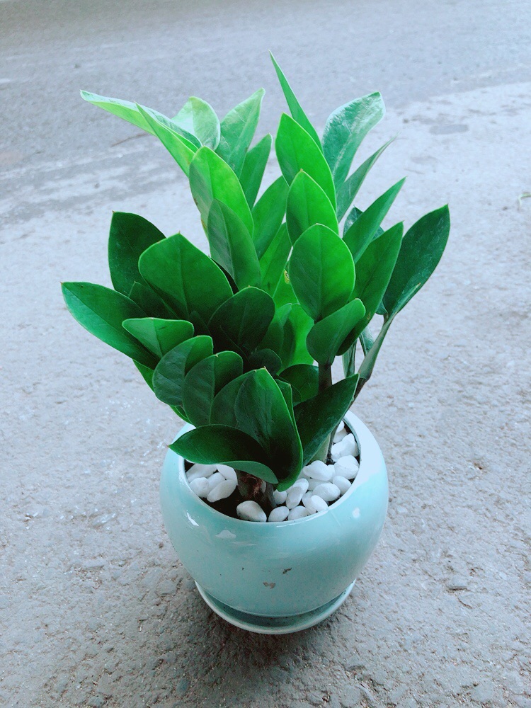 Chậu Kim Tiền Thái