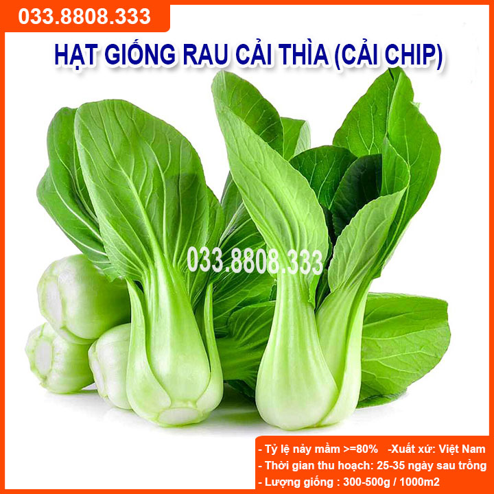 Hạt giống cải thìa 20g - cải nhanh thu hoạch
