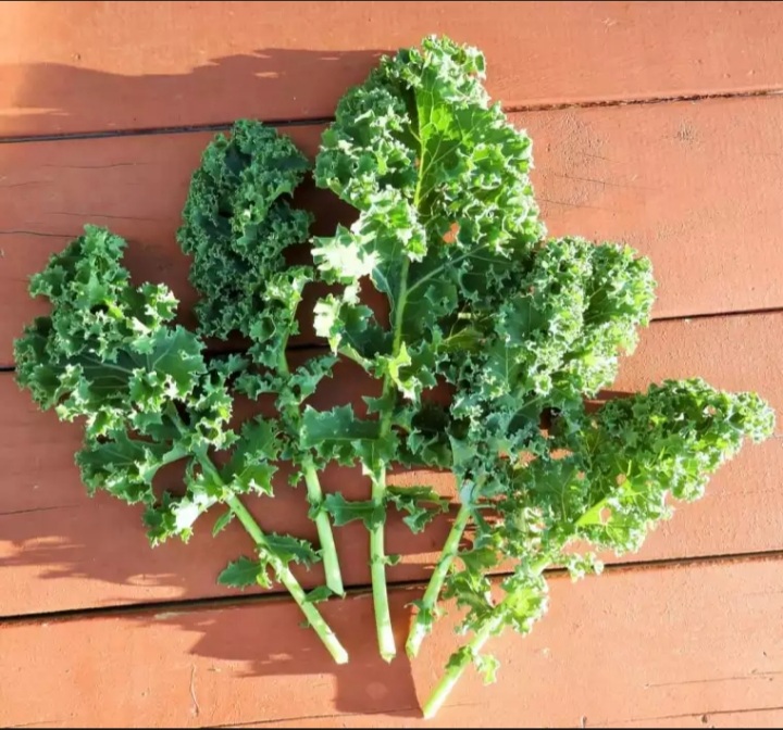 (HCM) Hạt giống cải xoăn kale 5gram