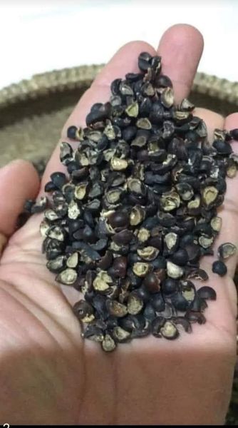 Hạt giống rau ngót ta gói 30 hạt