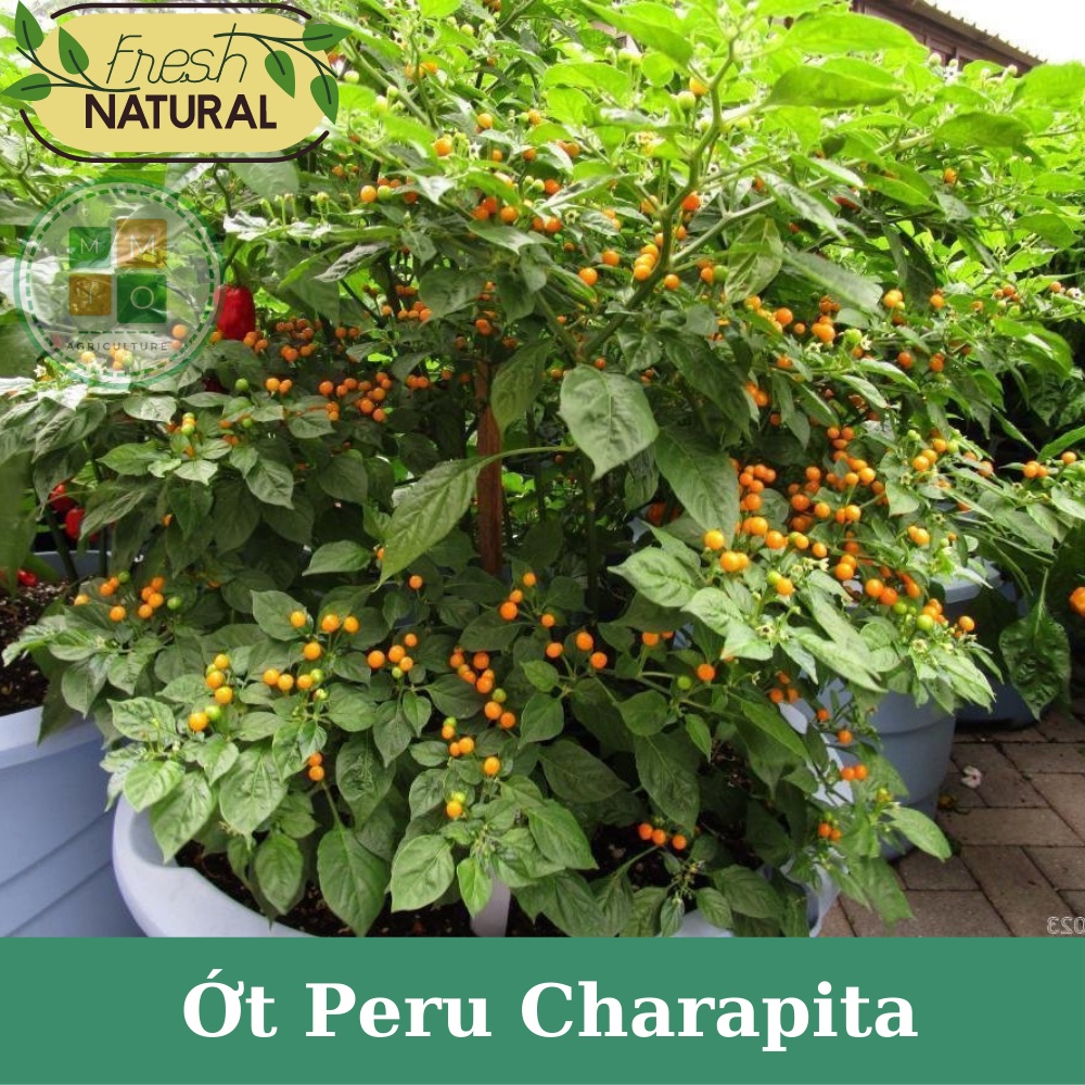 Hạt giống ớt Peru Charapita đắt nhất thế giới