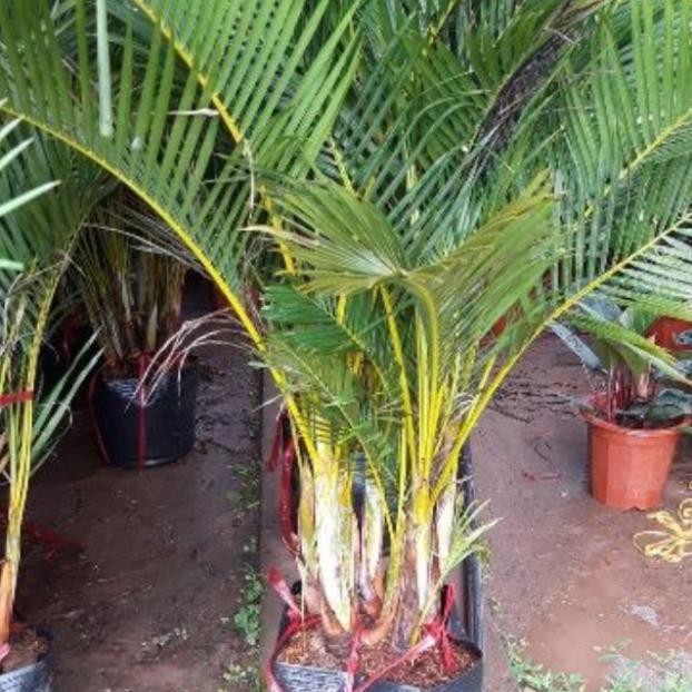 sản phẩm CÂY CAU LỤA