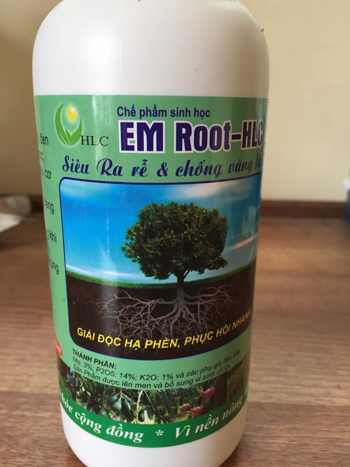 Siêu ra rễ - Bật đọt Em root HLC