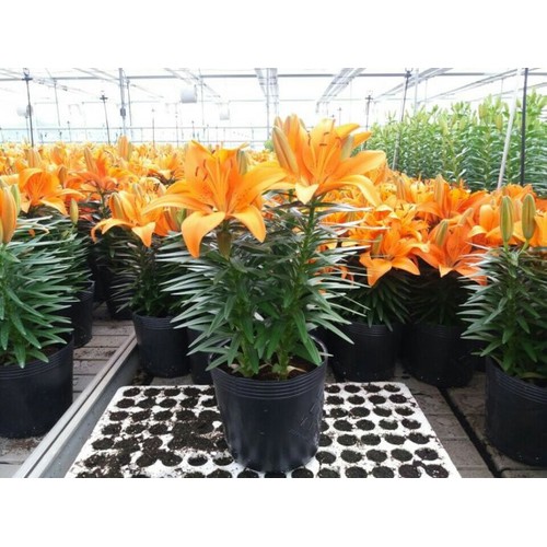 Combo 5 củ giống hoa ly ly hoa màu cam - hoa trồng chơi tết