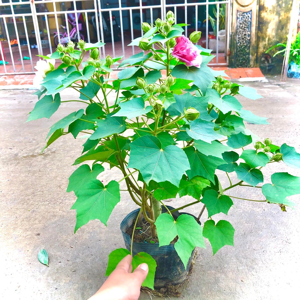 Cây hoa phù dung đổi màu đang hoa cao 70cm (ảnh thật)