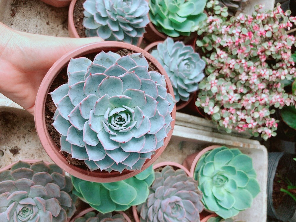 Sen Đá Hồng Phấn Size Đại