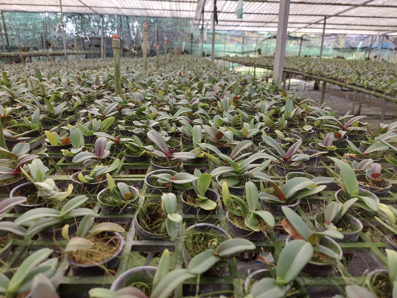 cây con (lan ngọc điểm).